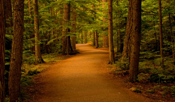 3 Steps to Find Rest When You're Weary Rest - Trail Pathway through the Woods