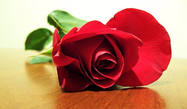 Why I'm Ditching The Bachelor` Red Rose for The Bachelor